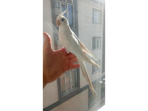 Full evcil sultan papağanı albino