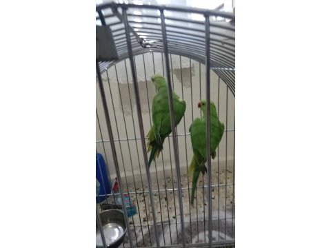 4.5 aylık yavru pakistan papağanları