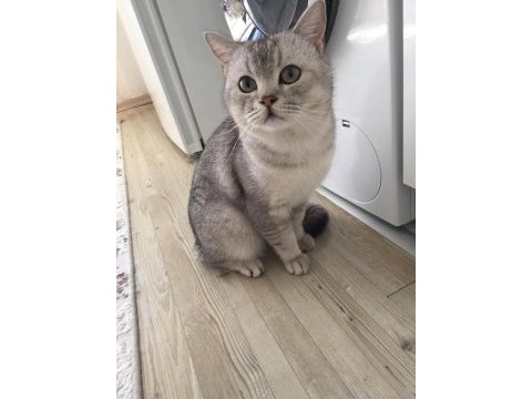 1 yaşında british shorthair kısır değil erkek