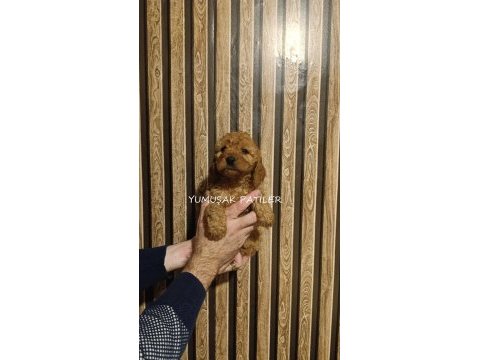 Sevimli ırk toy poodle