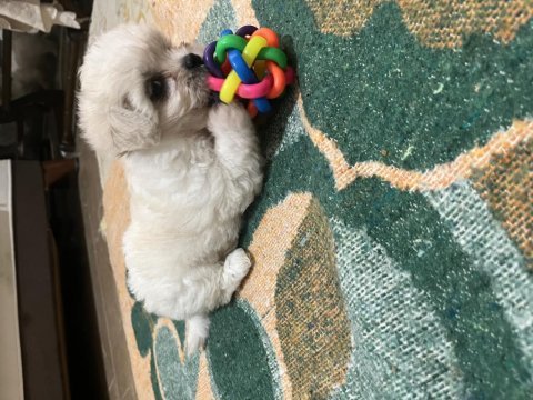 Korekan maltese terrier