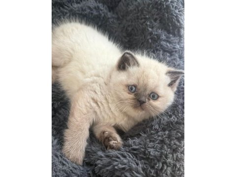 Blue point british shorthair bebekler