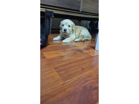 20 mart doğumlu golden retriever çiş eğitimi var