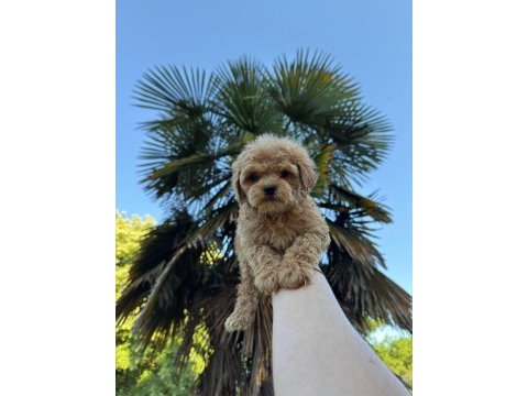 Maltipoo bebekleri