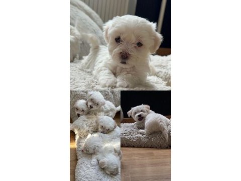 Maltese terrier 5 aylık erkek
