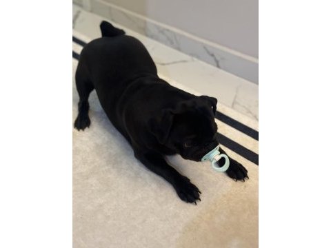 9 aylık dişi pug yavrumuz