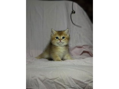 British golden bebekler