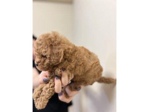 Red brown anne altında toy poodle