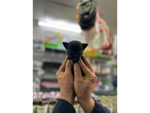 Bardak boy teacup minnak şivava yavrular
