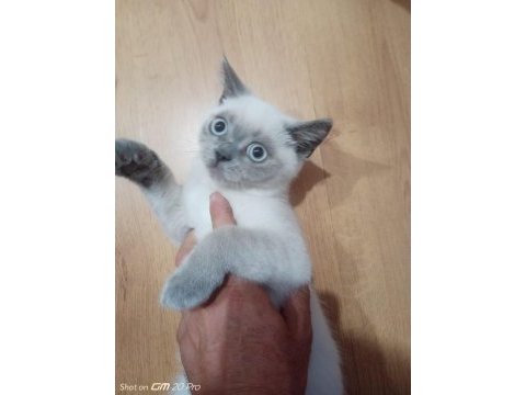 Güzel british shorthair bebeğe yuva arıyoruz