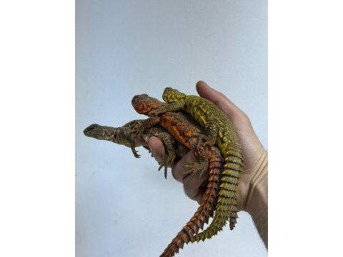 Faturalı evraklı uromastyx