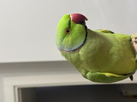 Ful evcil konuşan pakistanımız