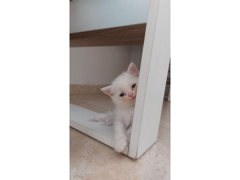 Scottish fold/ british shorthair yavrular