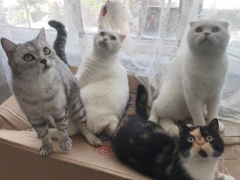 Kedilerimi sahiplendiriyorum