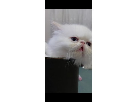 Orijinal ırk safkan iran kedisi bebeklerim