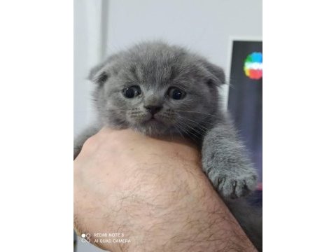 Safkan scottish fold