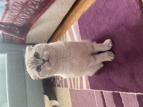 9 aylık scottish fold kedimi satmak istiyorum