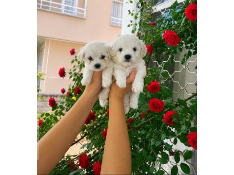 O numara maltese terrier bebekler