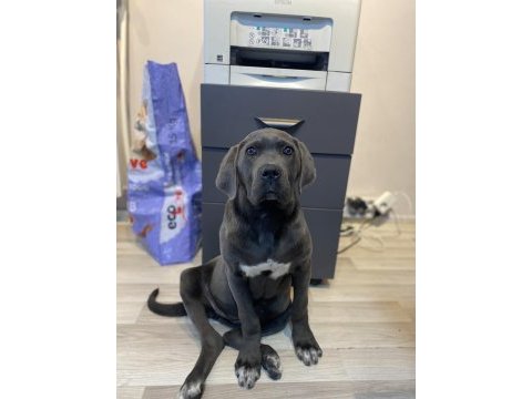 Üst düzey blue cane corso