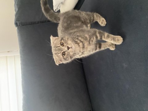 Scottish fold 4 aylık oğlumuzu sahiplendiriyoruz