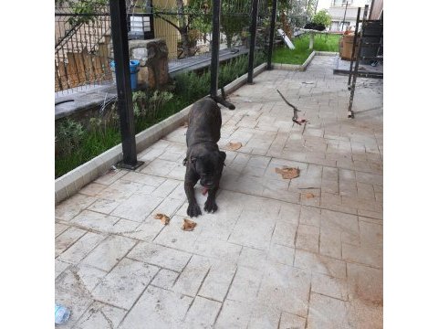 Fcı/kıf secereli 8 aylık diş cane corso