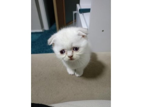 British shorthair minikolarım