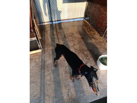 3 yaşında dişi doberman sahiplendirmek istiyorum