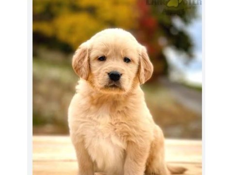 Golden retriever bebeklerimiz safkan küt burun orjinal