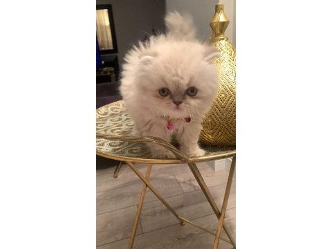 Dişi iki aylık exotic shorthair