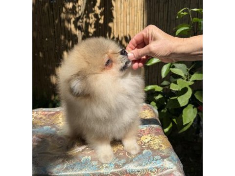 A kalite erkek pomeranian boo