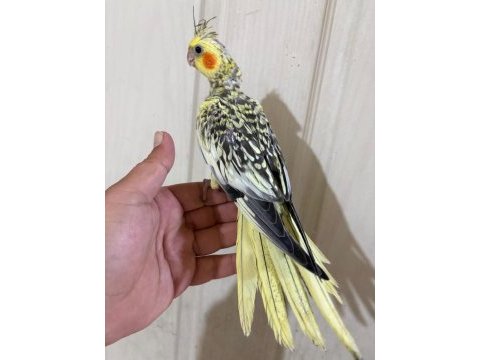 51 günlük harika sultan papağanı bebek