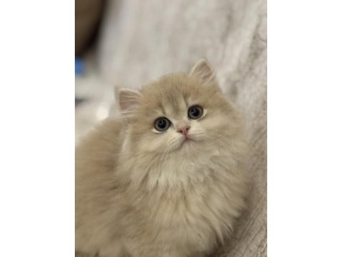 3 aylık saf kan british longhair