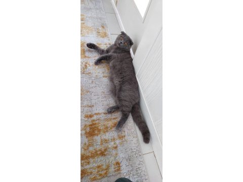 Yakışıklı scottish fold oğluma yeni ev arıyoruz
