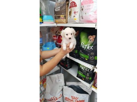 Maltese yavru