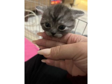 Kalan 4 british shorthair yavrumuzu sahiplendiriyoruz