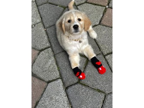 Sevimli dost canlısı golden retriever
