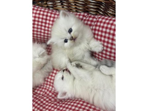 British longhair yavru kedimiz