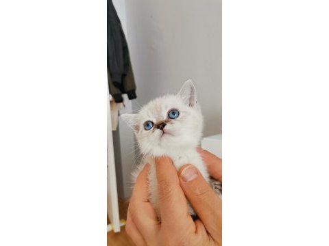 Top kafa kedimiz kalite yavru hazır