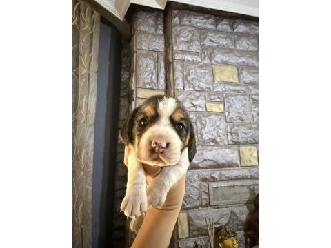 Beagle yavrular dişi erkek mevcut
