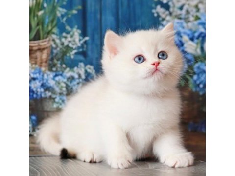 Kar beyaz silver british shorthair 
