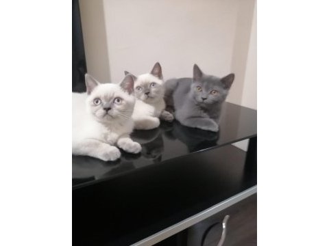 British shorthair iki buçuk aylık yavrular