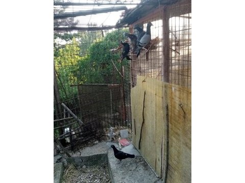 Sekiz adet renkli posta sağlıklı