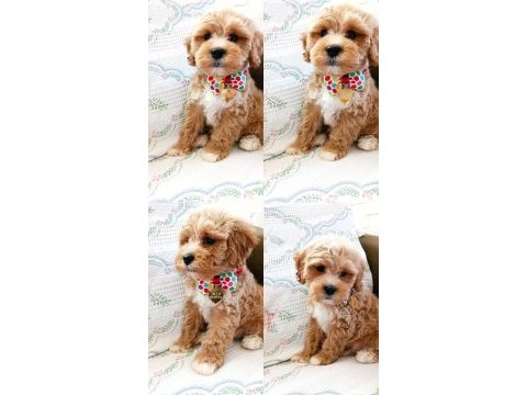 Orjinal maltipoo köpekler