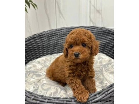 Toy poodle kusursuz yavrular