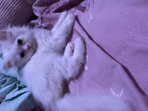 Sahiplendirilecek chinchilla kedimiz