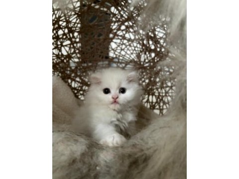 British longhair kedisi