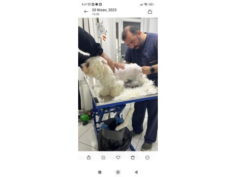 2.5 yaşında maltese terrıer dişi