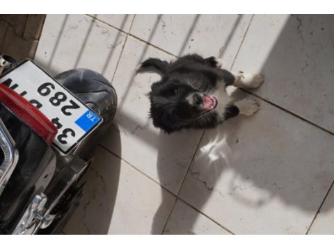 3 aylık border collie 3 yavru küçük 3