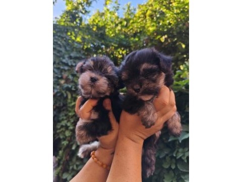 Yorkshire terrier yavru köpekleri