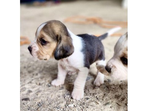 Safkan beagle bebekler